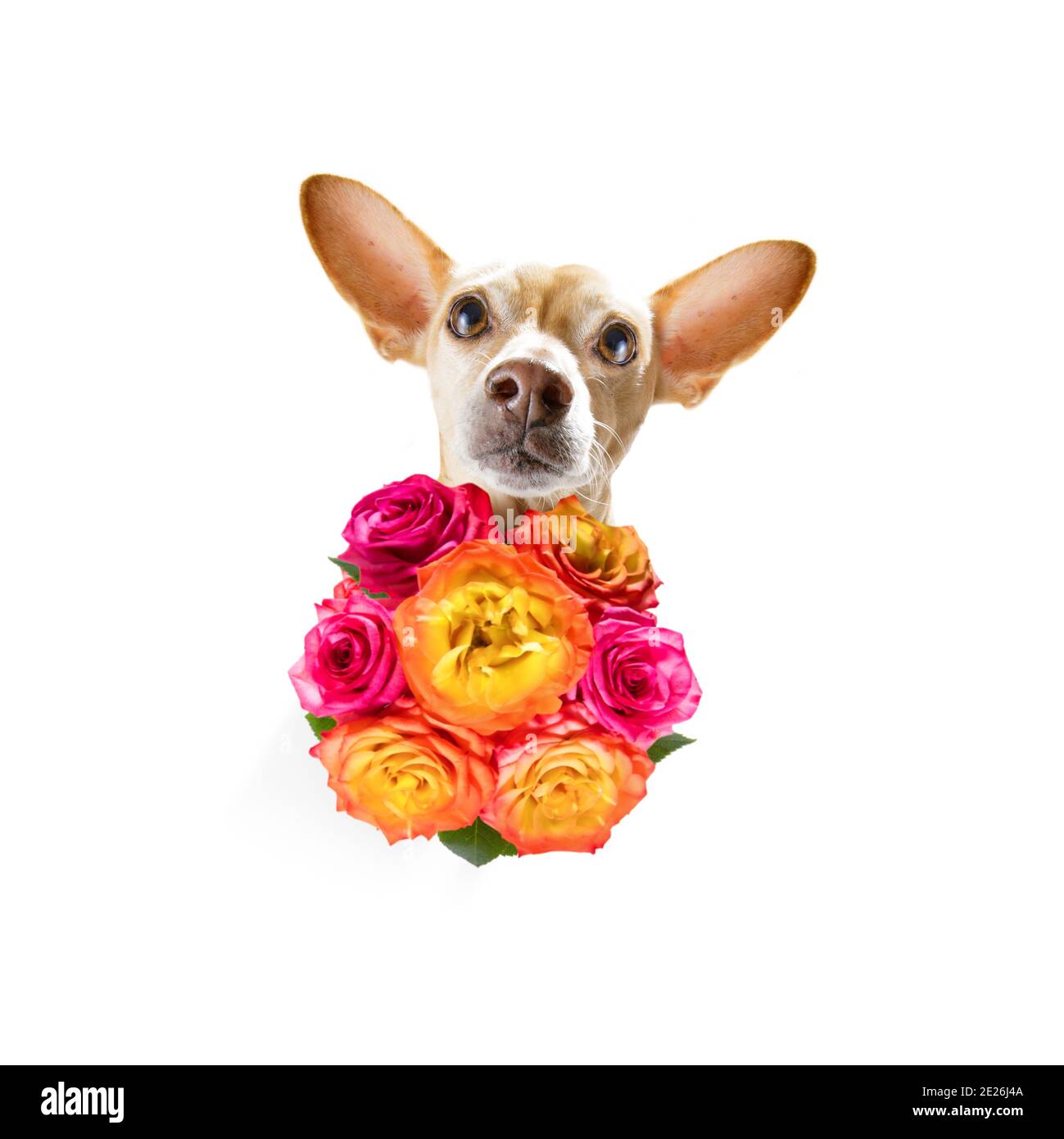 saint-valentin mères et pères chien chihuahua avec fleurs d'amour, isolé sur fond blanc ou mariage Banque D'Images