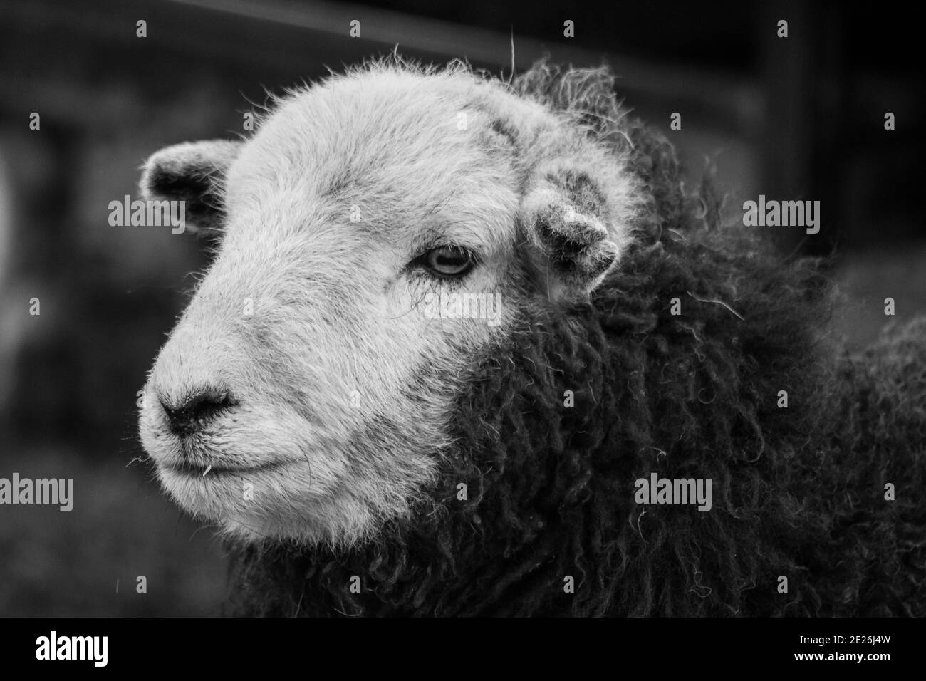 Moutons Herdwick dans le Lake District Banque D'Images