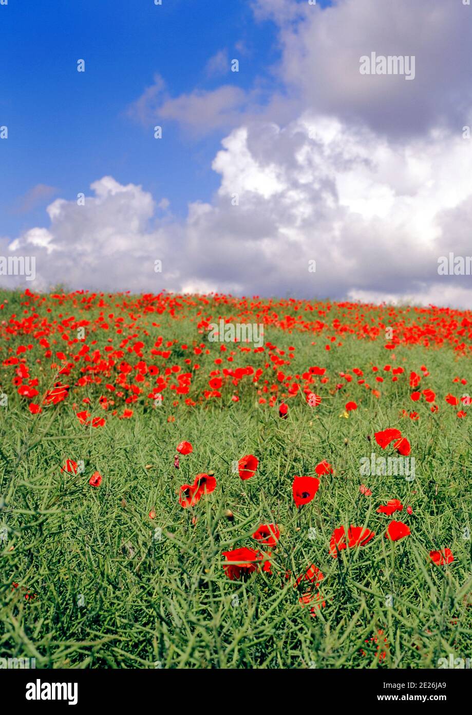 Coquelicot Field, Sedgefield, comté de Durham, Angleterre Banque D'Images