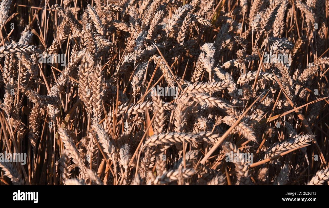 Épis de blé mûrs emmêlés par le vent sur le terrain avec la lumière du coucher du soleil. Texture agricole de blé doré. Gros-plan sur les épillets de blé Banque D'Images