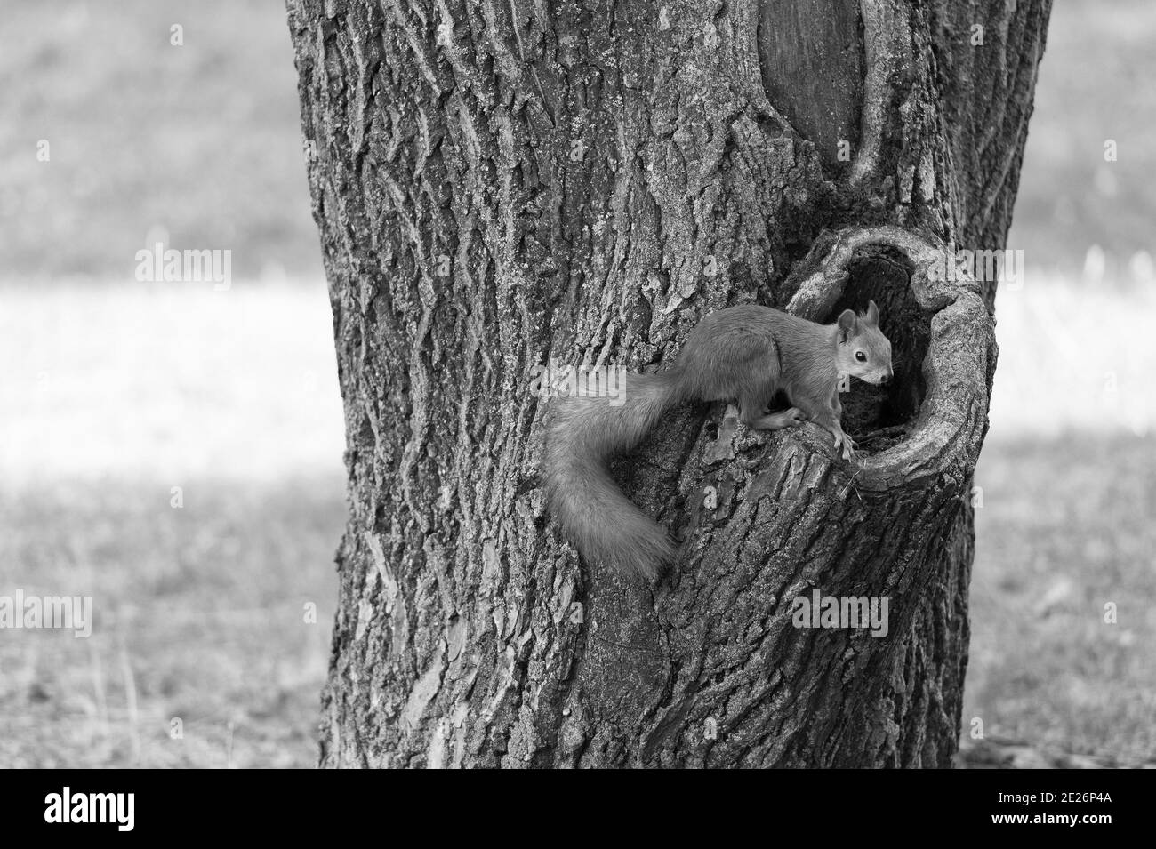 Mignon et moelleux. Écureuil rouge dans le parc. Écureuil au creux du tronc de l'arbre. Animal à fourrure mignon sur l'environnement naturel. Faune et flore. Nature et plein air. Banque D'Images