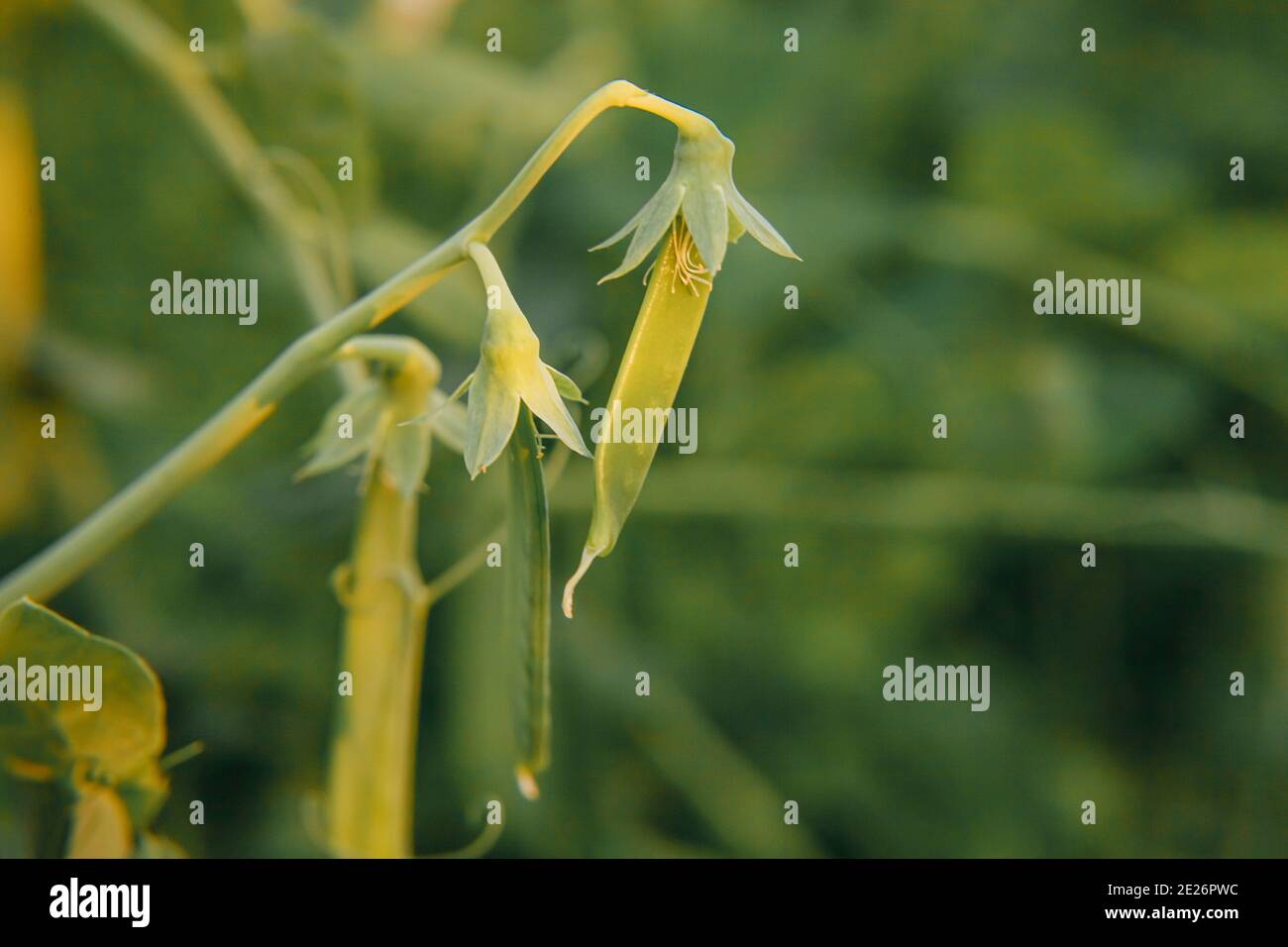 Concept de jardinage et d'agriculture. Pois biologiques verts mûrs et frais parfaits, prêts à la récolte en branche dans le jardin. Végétalien végétarien produit maison pro Banque D'Images
