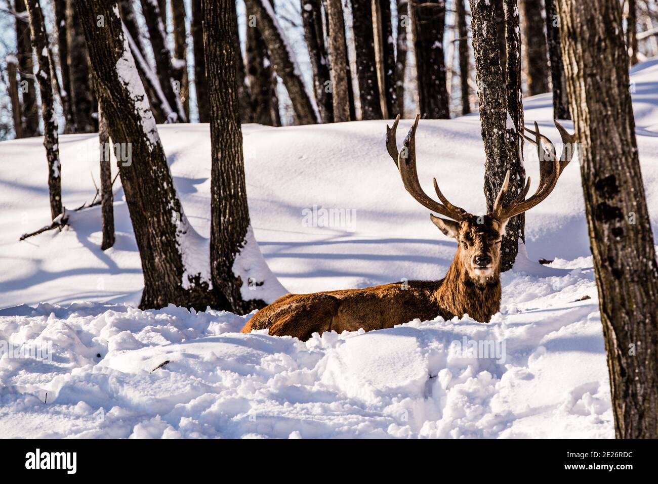 Parc Omega, Canada, le 2 janvier 2021 - le wapiti en itinérance dans la forêt enneigée du parc Omega en hiver Banque D'Images