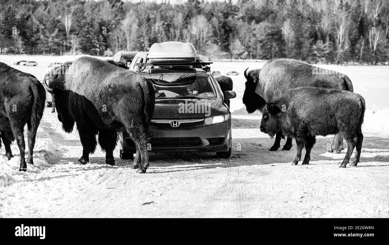 Parc Omega, Canada, 2 janvier 2021 - le bison se déplace dans la forêt de neige du parc Omega au Canada Banque D'Images Parc Omega, Canada, 2 janvier 2021 - le bison se déplace dans la forêt de neige du parc Omega au Canada Banque D'Images