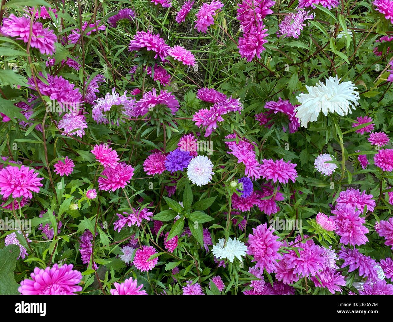 Violet violet rose blanc aster fleurs sur fond de feuilles vertes. Fleurs  multicolores colorées plante vivace. Gros plan sur le jardin fleuri Photo  Stock - Alamy