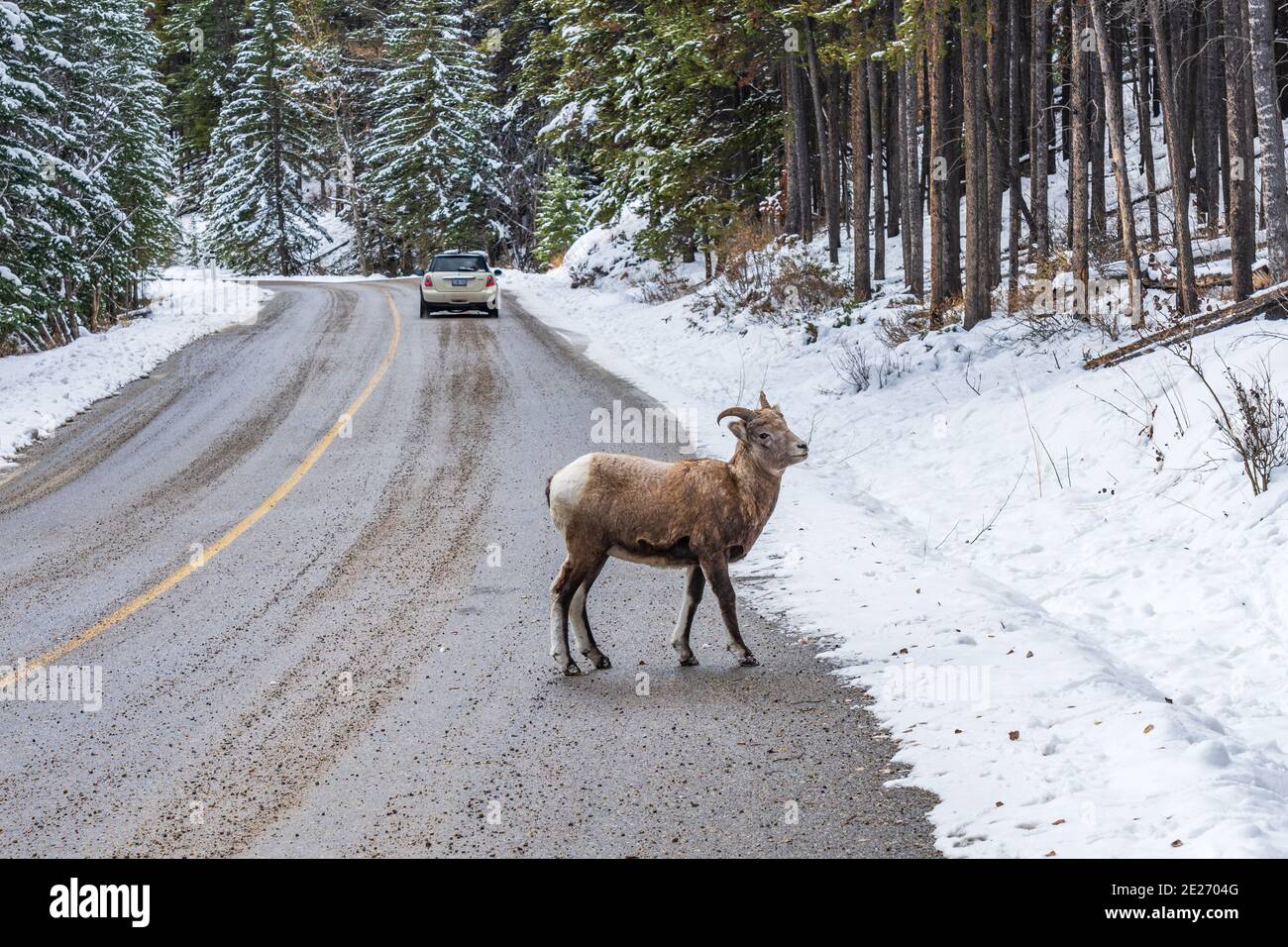 Le jeune mouflon de Bighorn sur la route enneigée de montagne. Parc national Banff, route panoramique du mont Norquay. Rocheuses canadiennes. Banque D'Images