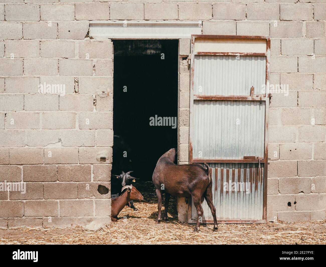 Chèvres entrant Banque D'Images