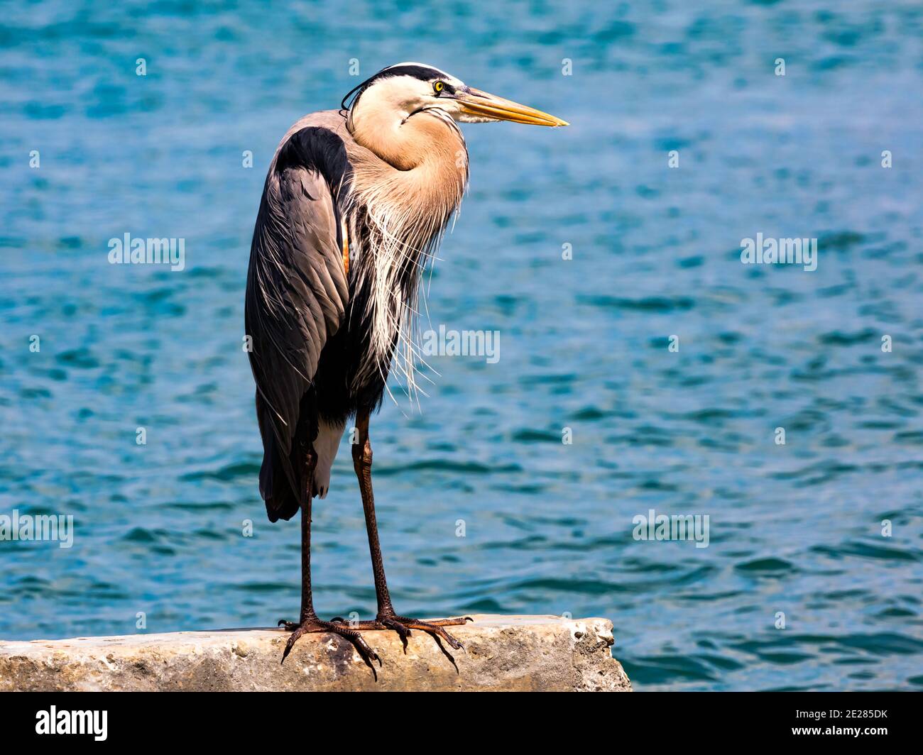 Grand héron bleu, Ardea herodias, perching sur bloc de béton dans l'eau de fond, North Captiva, Floride, États-Unis Banque D'Images