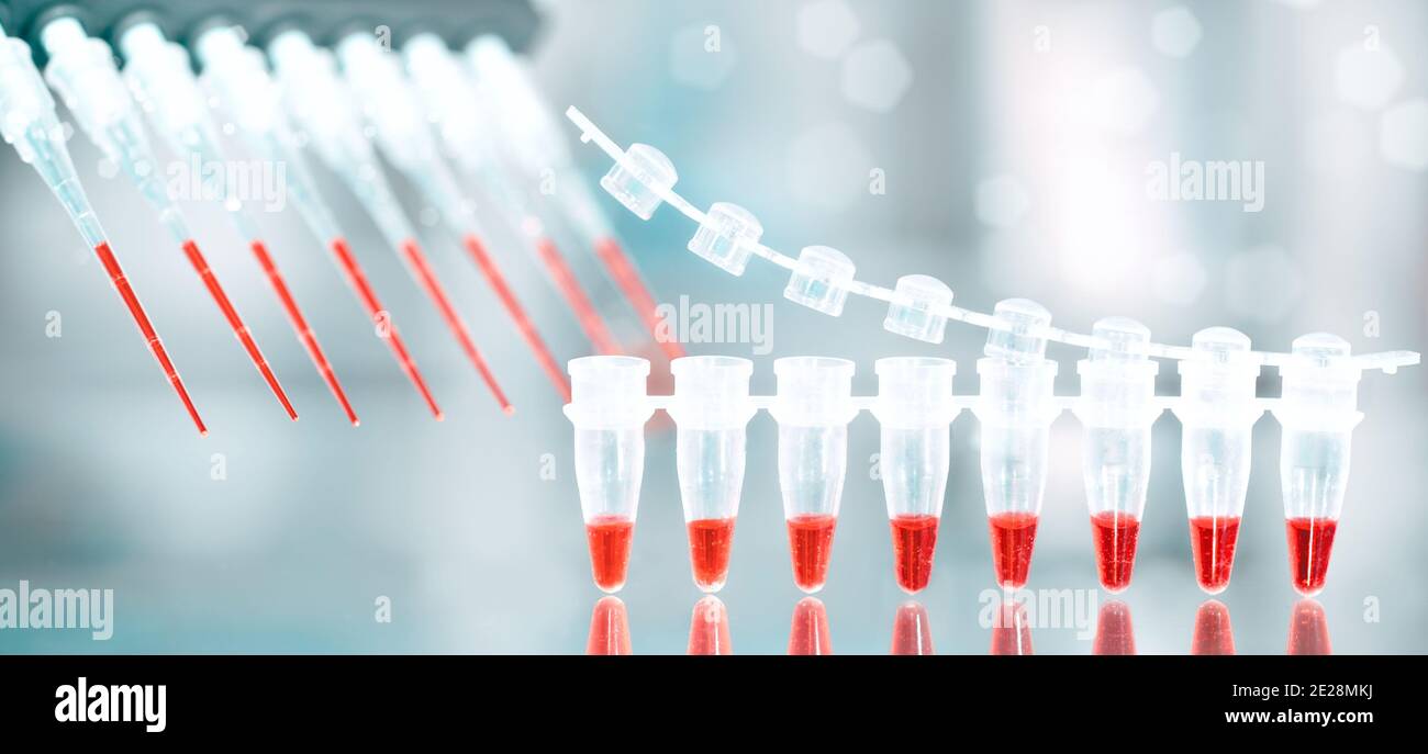 Test d'amplification de l'ADN et mélange réactionnel dans une pipette ...