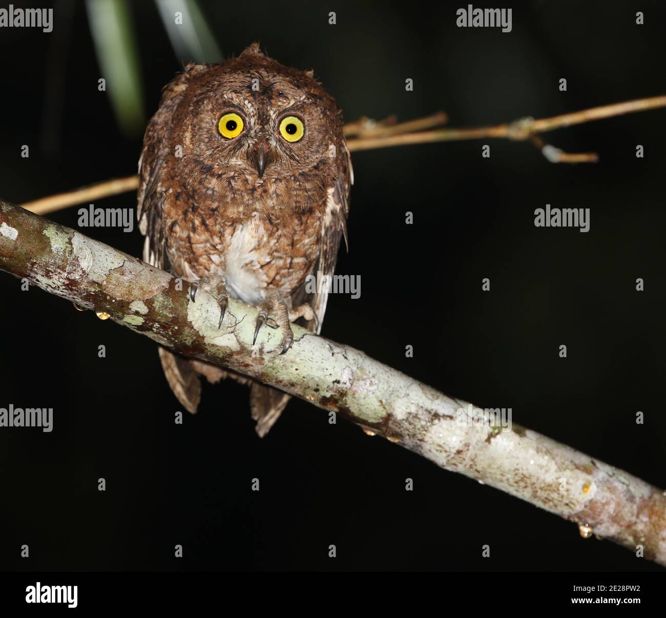 Chouette de Sula Scrops (Otus sulaensis), perçant sur une branche, vue de face, Indonésie, Maluku, île de Taliabu Banque D'Images
