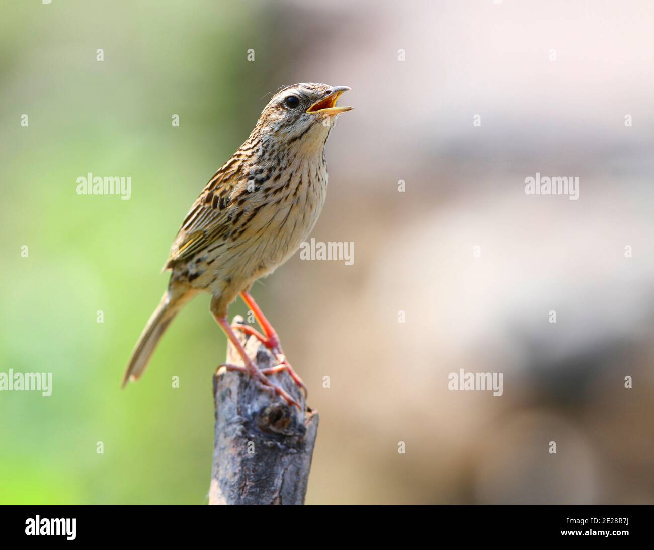 Pitpit d'altitude (Anthus sylvanus), perches chantant sur une branche cassée, vue latérale, Népal, Poon Hill Banque D'Images