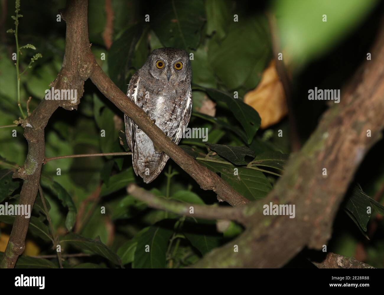 Walden Scops Owl (Otus sunia pudrus, Otus pudrus), perçant sur une branche, Inde, îles Andaman Banque D'Images