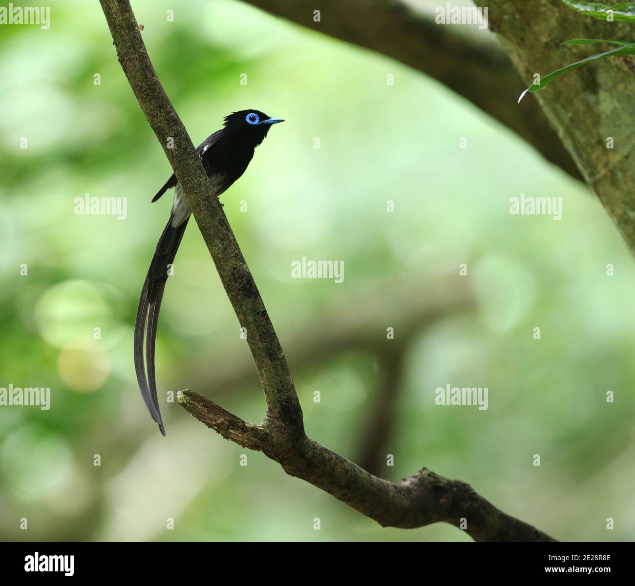 Black Paradise flycatcher (Terpsiphone atocaudata), homme assis sur une branche, Taiwan, Lanyu Banque D'Images