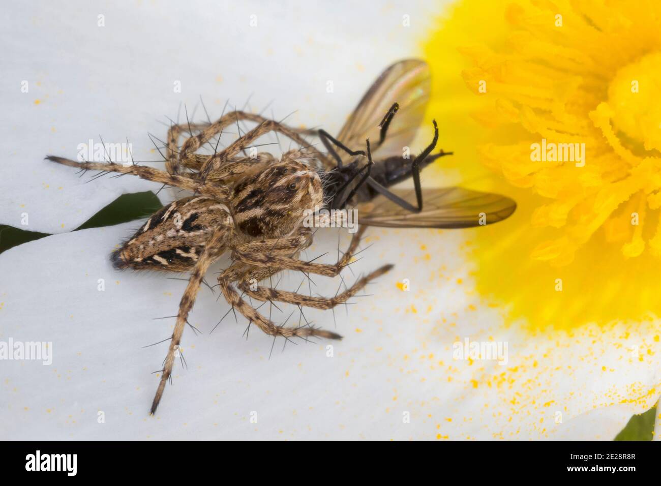 Araignée lynx (Oxyopes cf. Hetophthalmus), femelle attrapé une mouche, Croatie Banque D'Images