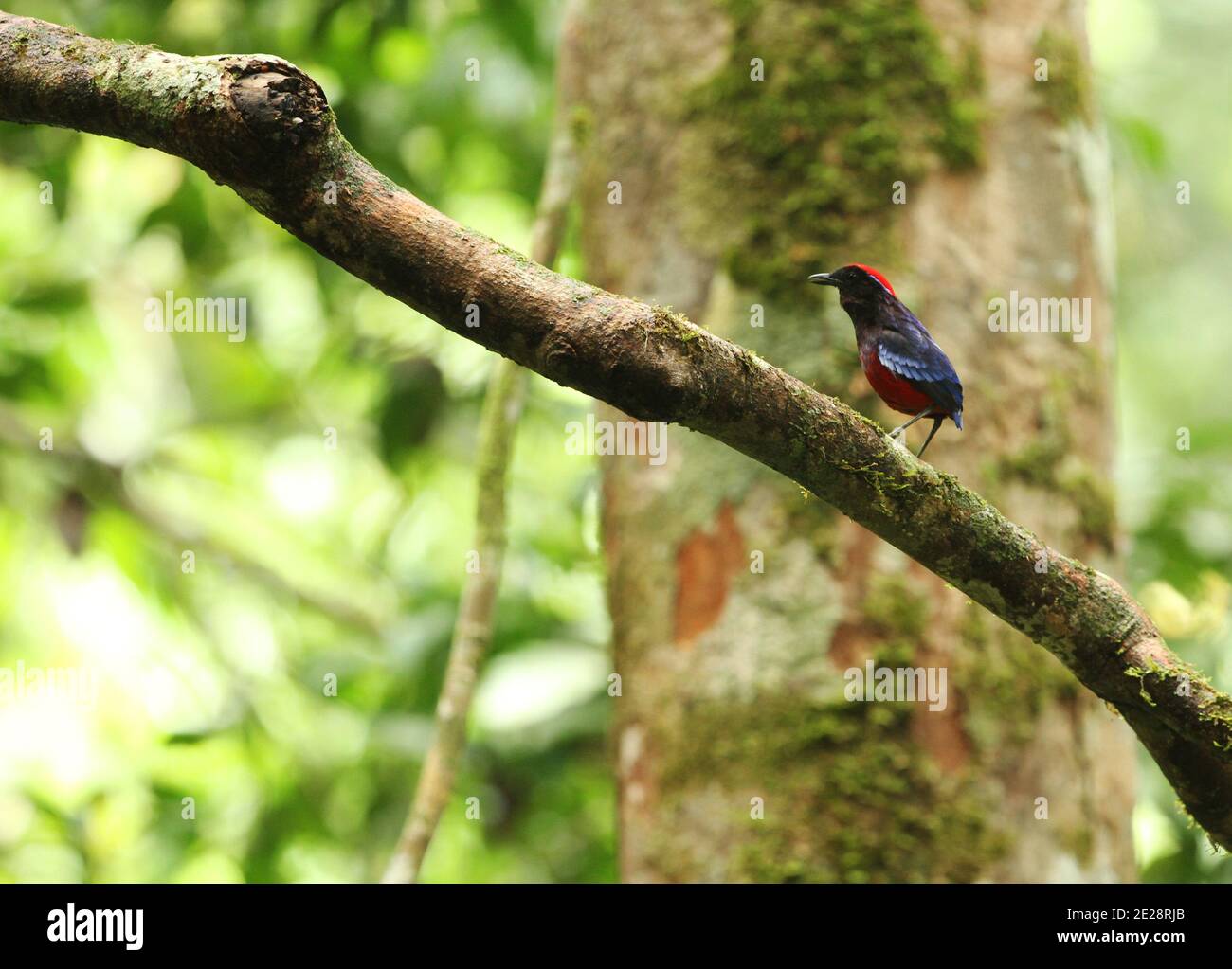 Garnet Pitta (Erythropitta granatina), chantant un homme dans la forêt tropicale, perché sur une branche, Malaisie, Taman Negara Banque D'Images