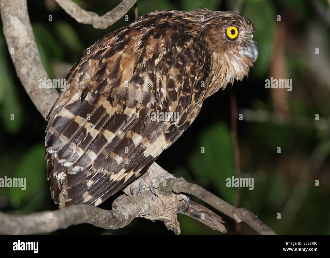 Chouette des poissons de Buffy, chouette des poissons de Malay (Bubo ketupu, Ketupa ketupu), perchée dans une branche la nuit, Malaisie, Bornéo, Sabah, Kinabatangan Banque D'Images