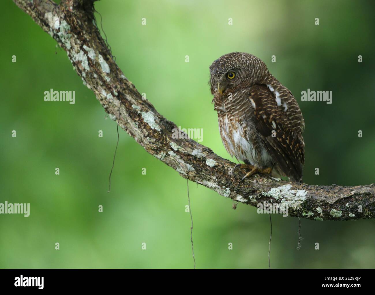 Owlet cuckoo (Glaucidium cuculoides), en train de périr sur une branche, Inde, Assam, Parc national de Kaziranga Banque D'Images