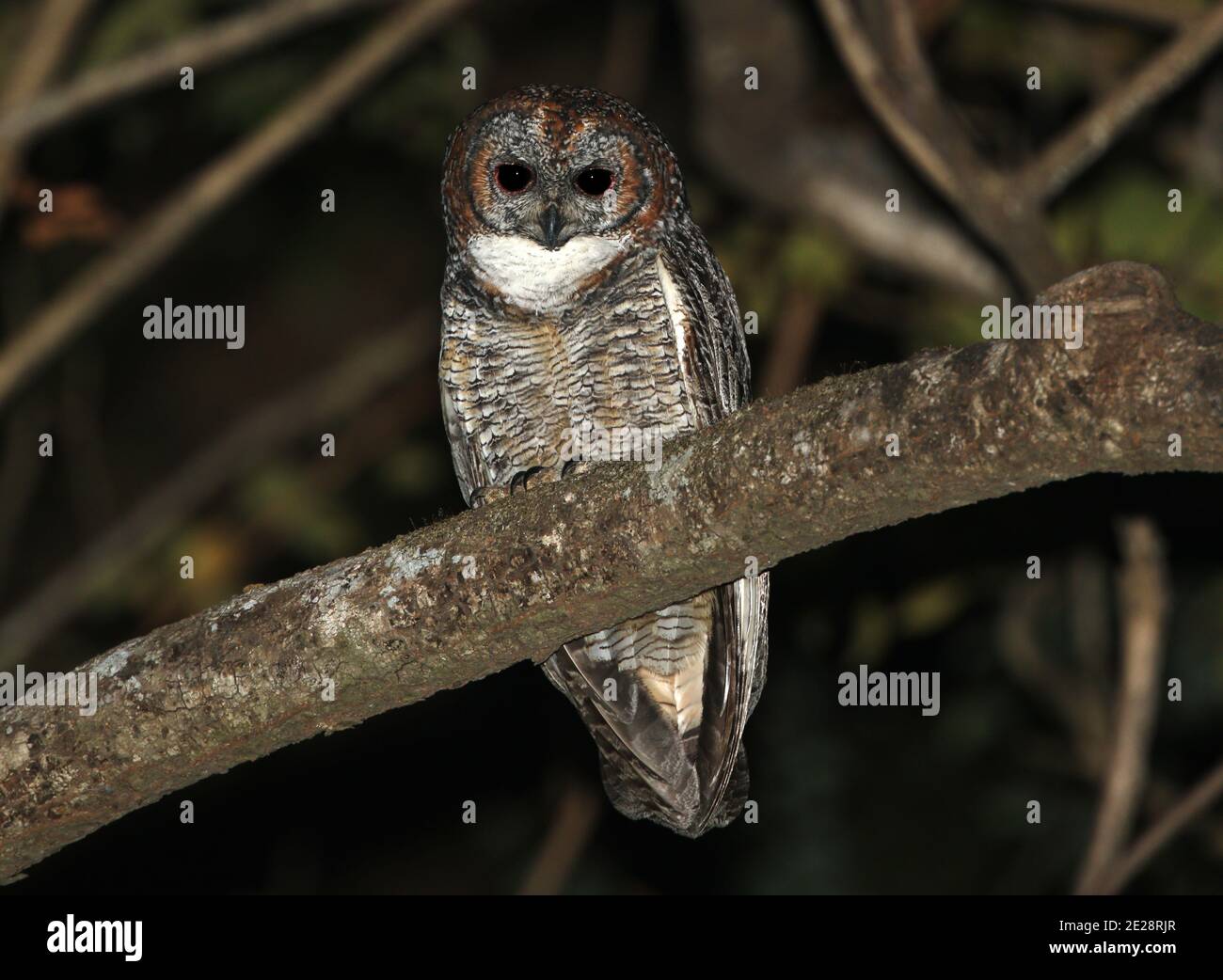 Chouette tachetée (Strix ocellata), perçant sur une branche, Inde, Sanctuaire de la faune de Tansa Banque D'Images
