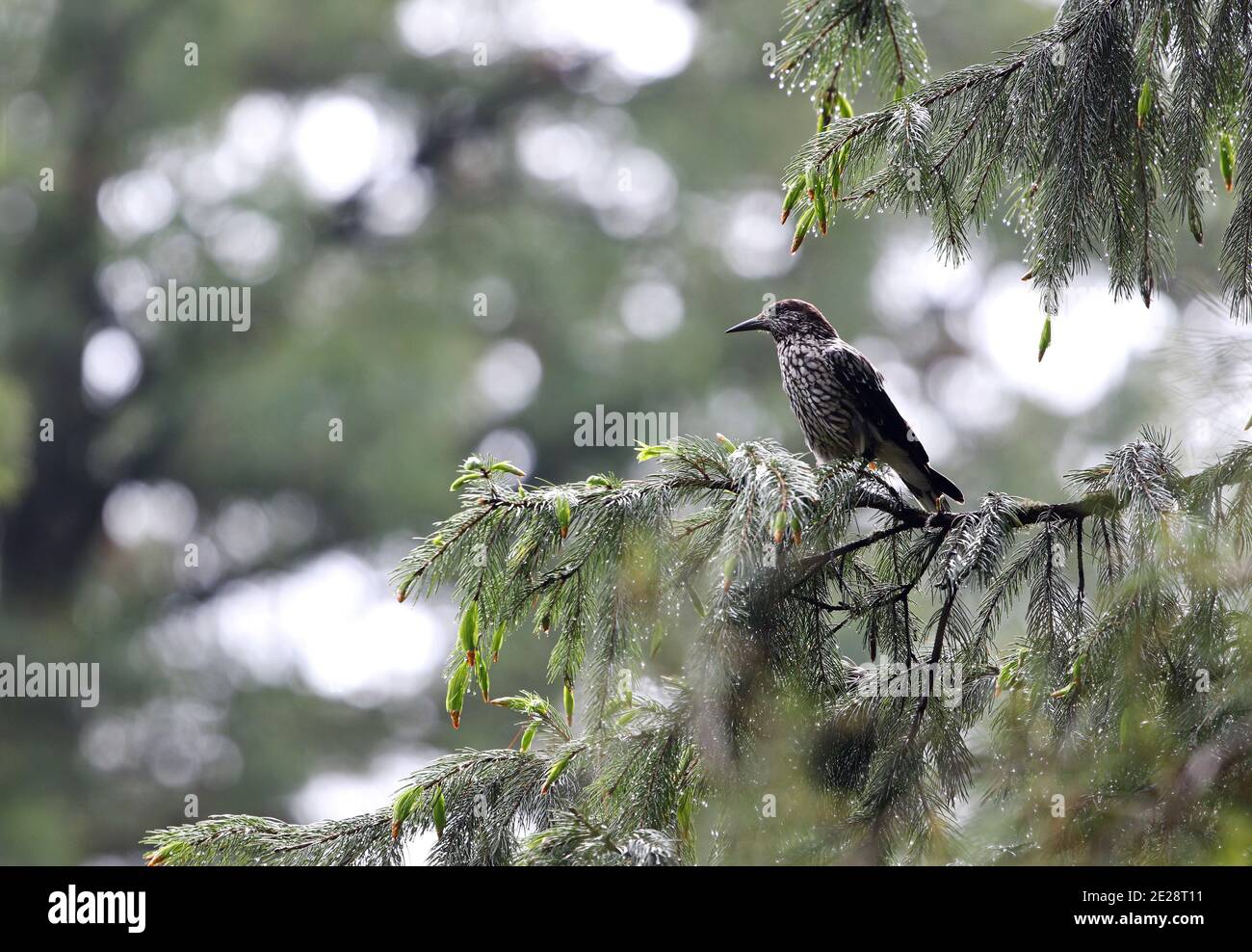 Casse-noisette indien, casse-noisette à gros pois, casse-noisette (Nucifraga multipunctata), perching sur une branche, Inde, Cachemire, Himalaya, Youssmarg Banque D'Images