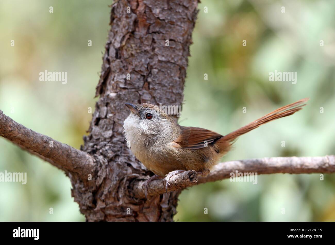 Babbler à queue rousse, Babbler à yeux jaunes orientaux, Moupinia (Chrysomma poecilotis), perching sur une branche, vue latérale, Chine, Yunnan, Lijiang Banque D'Images