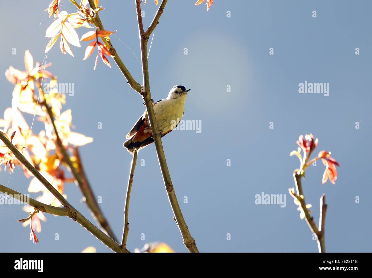 Nuthatch à chetée blanche (Sitta leucopsis), perchée sur une branche, Inde, Dhangatti Banque D'Images