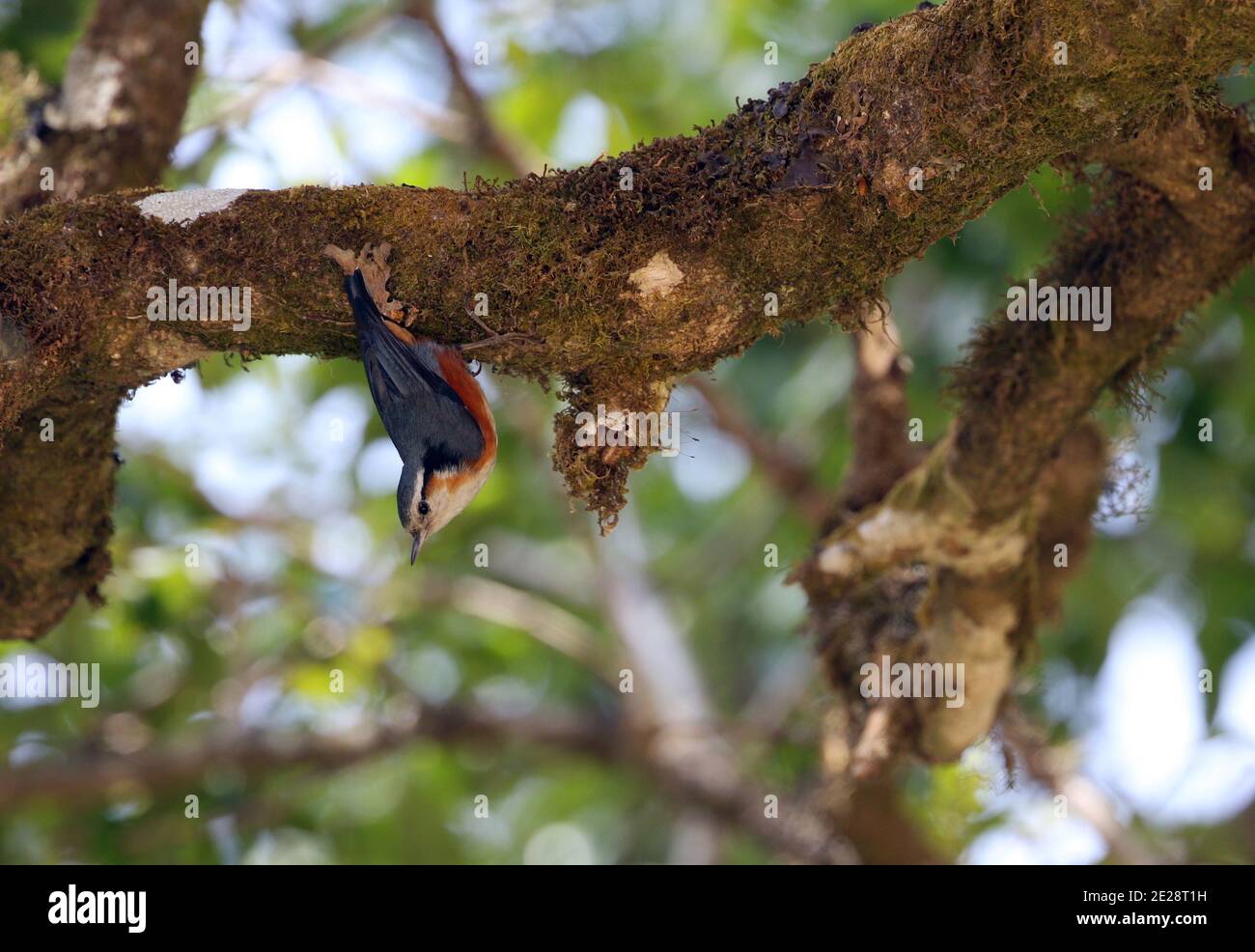Nuthatch brun blanc (Sitta victoriae), suspendu à une branche, vue latérale, Birmanie, Mont Victoria Banque D'Images