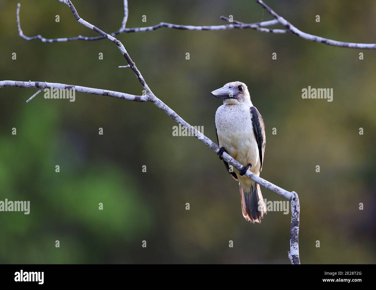 kingfisher à bec large, kingfisher à bec noir (Pelargopsis melanorhyncha), perché sur une branche, Indonésie, Sulawesi, îles Togiennes Banque D'Images