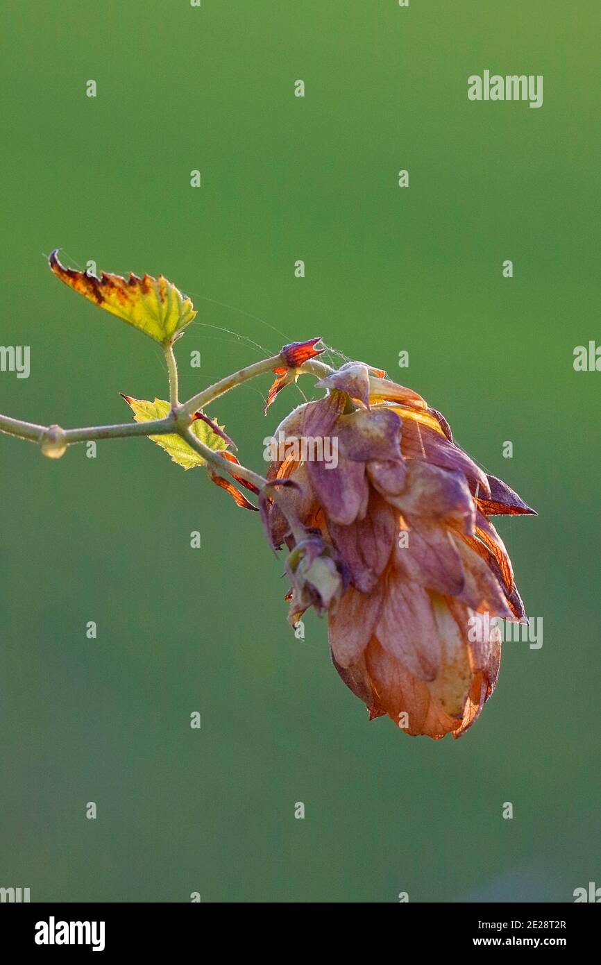 Houblon commun (Humulus lupulus), inflorescence femelle, Allemagne, Rhénanie-du-Nord-Westphalie Banque D'Images