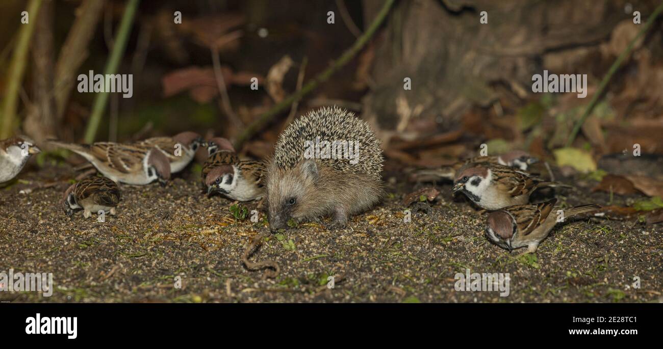 Hérisson occidental, hérisson européen (erinaceus europaeus), mangeant avec des moineaux dans un lieu d'alimentation d'oiseaux à la fin de l'automne, Allemagne, Bavière Banque D'Images