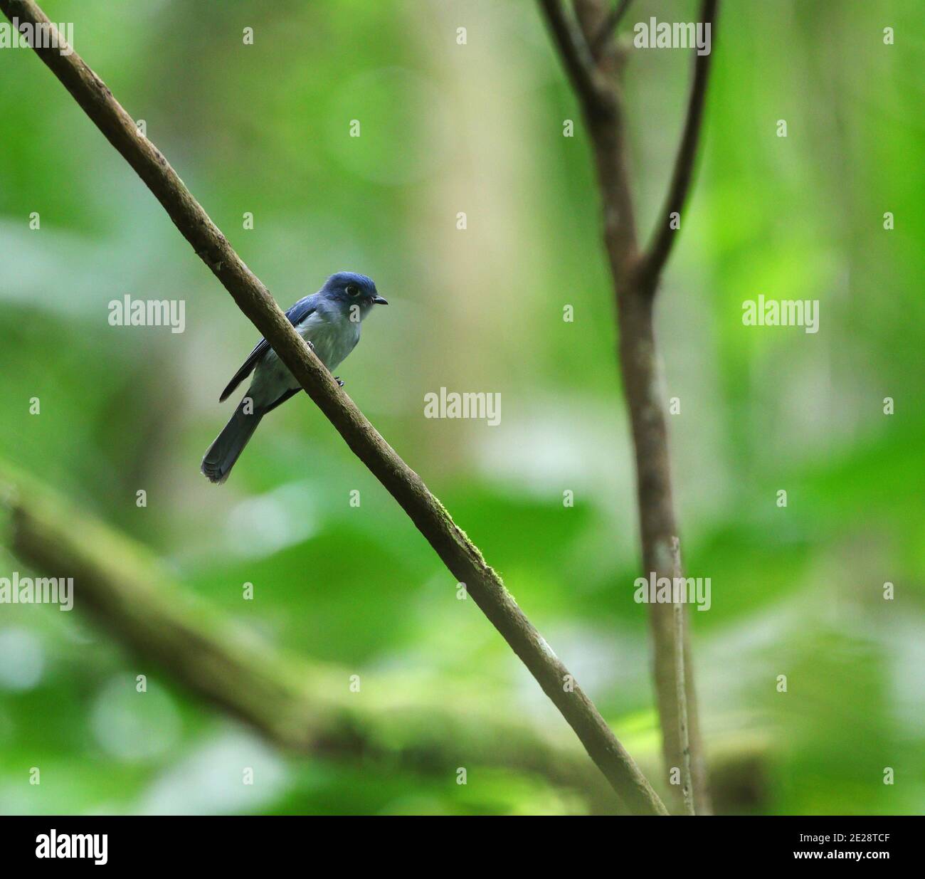 rowley's flycatcher (Eutrichomyias rowleyi), en perçant sur une branche dans le sous-étage de la forêt tropicale, vue latérale, Indonésie, Sulawesi, Sangihe Banque D'Images