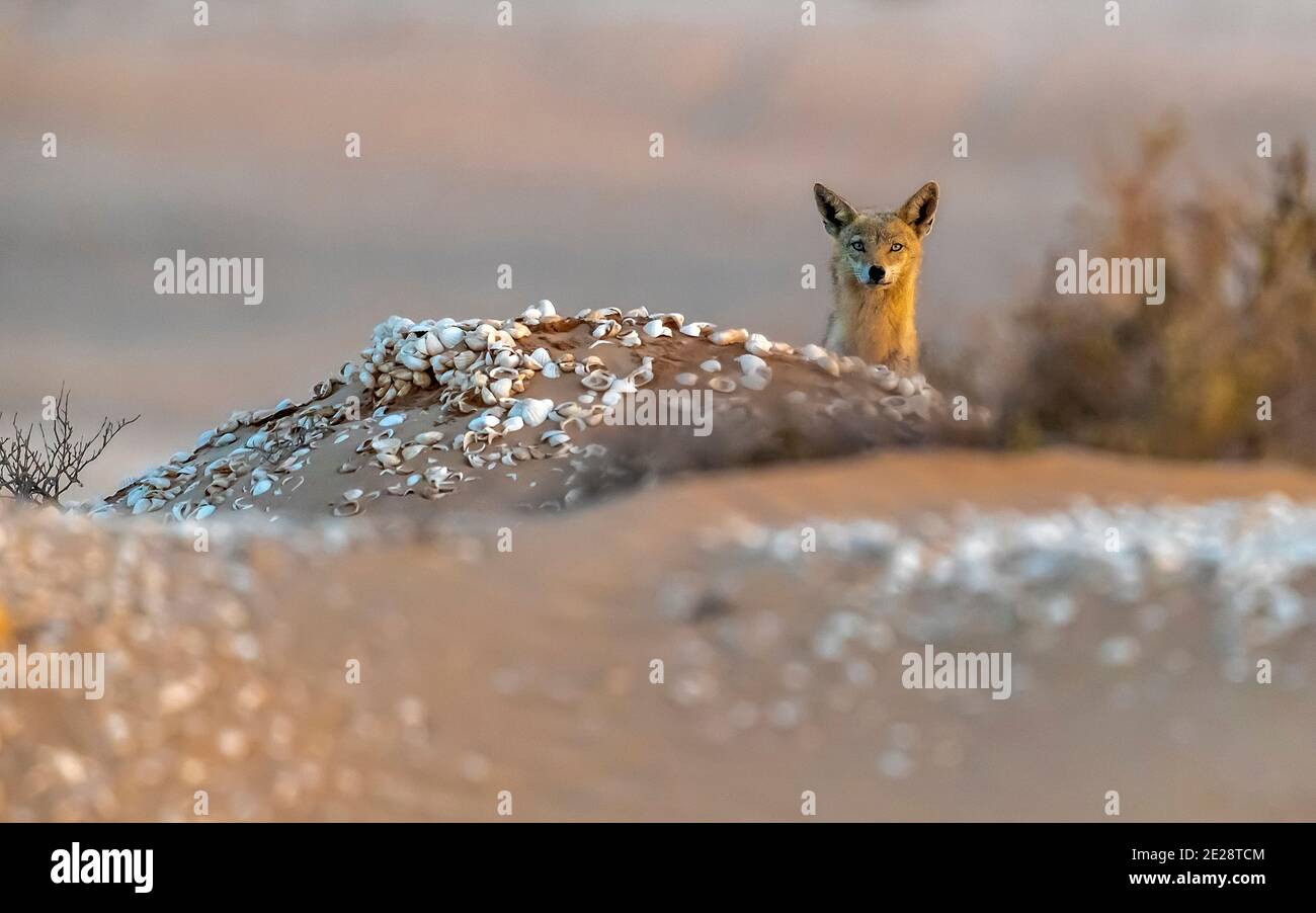 Loup doré africain (Canis anthus), qui serpente derrière une colline de sable avec des coquillages, portrait, Mauritanie, Dakhlet Nouadhibou Banque D'Images