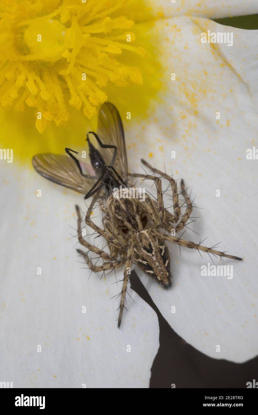 Araignée lynx (Oxyopes cf. Hetophthalmus), femelle attrapé une mouche, Croatie Banque D'Images