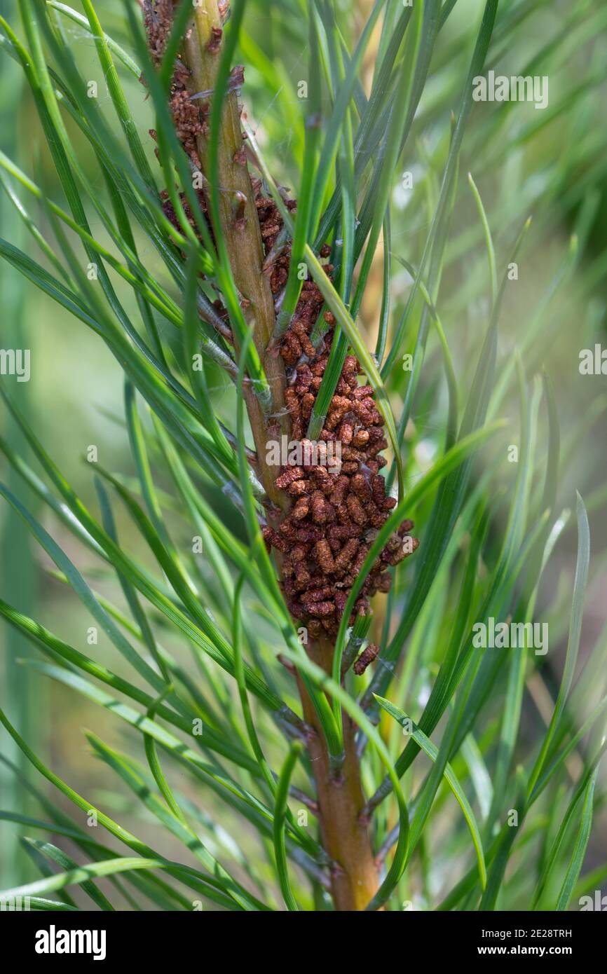 mouche à pin (Acantholyda hiéroglyphica), excréments des larves, larves de cocon sur branche de pin, Allemagne Banque D'Images