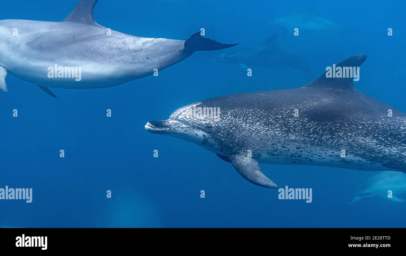 Dauphin tacheté de l'Atlantique (Stenella frontalis), nageant sous l'eau dauphins tachetés de l'Atlantique, Açores, Terceira Banque D'Images