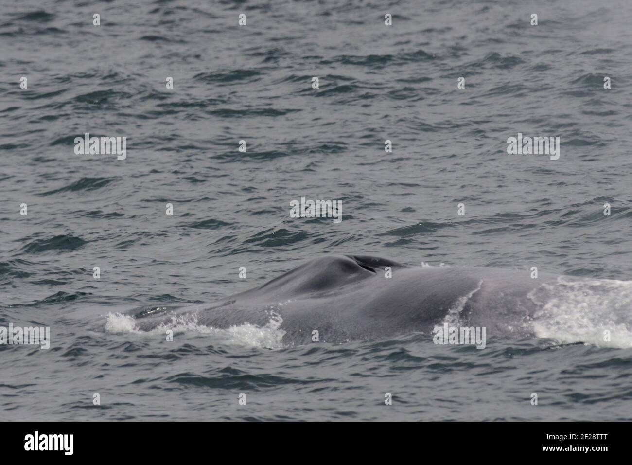 Baleine bleue (Balaenoptera musculus), nageant au large de la côte insulandique, montrant un trou de soufflage au sommet de la tête énorme, Islande Banque D'Images