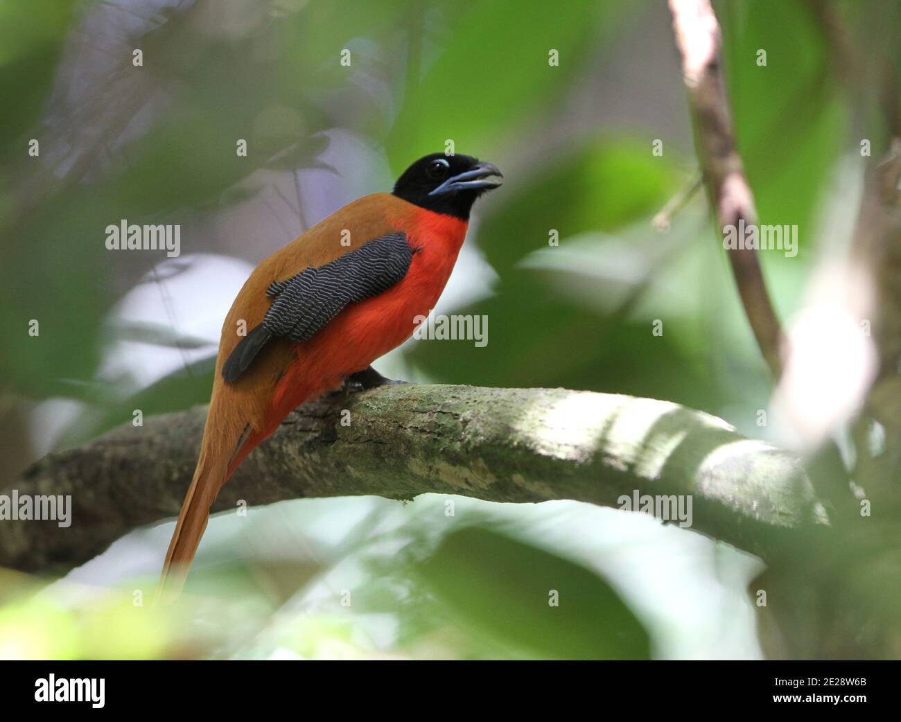 trogon (Harpactes orrhophaeus), un mâle qui perche sur une branche de la forêt tropicale des basses terres, vue latérale, Malaisie, Taman Negara Banque D'Images