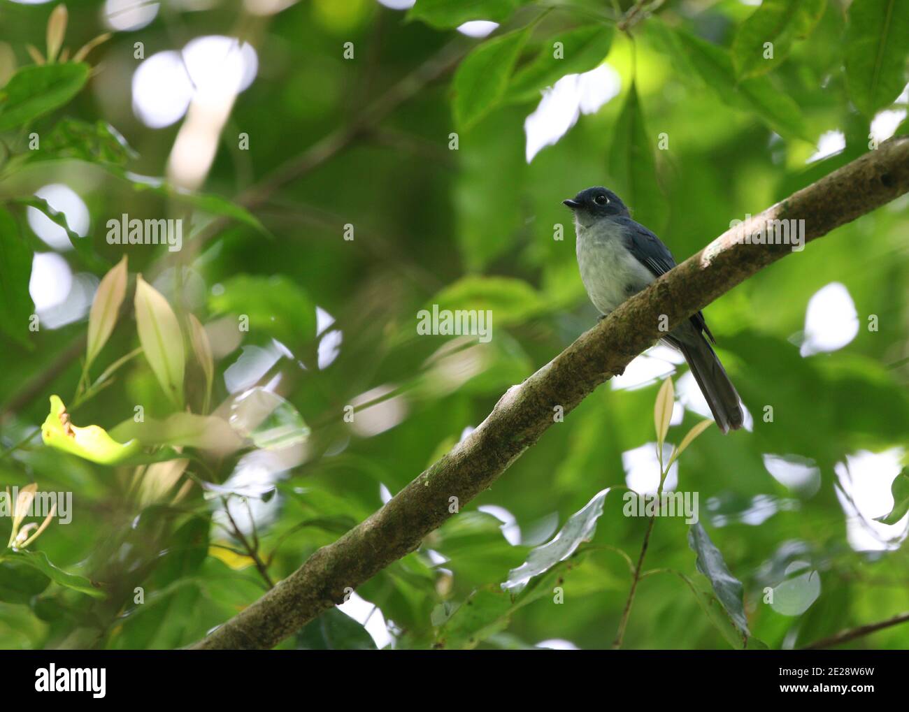 rowley's flycatcher (Eutrichomyias rowleyi), en perçant sur une branche dans le sous-étage de la forêt tropicale, vue latérale, Indonésie, Sulawesi, Sangihe Banque D'Images