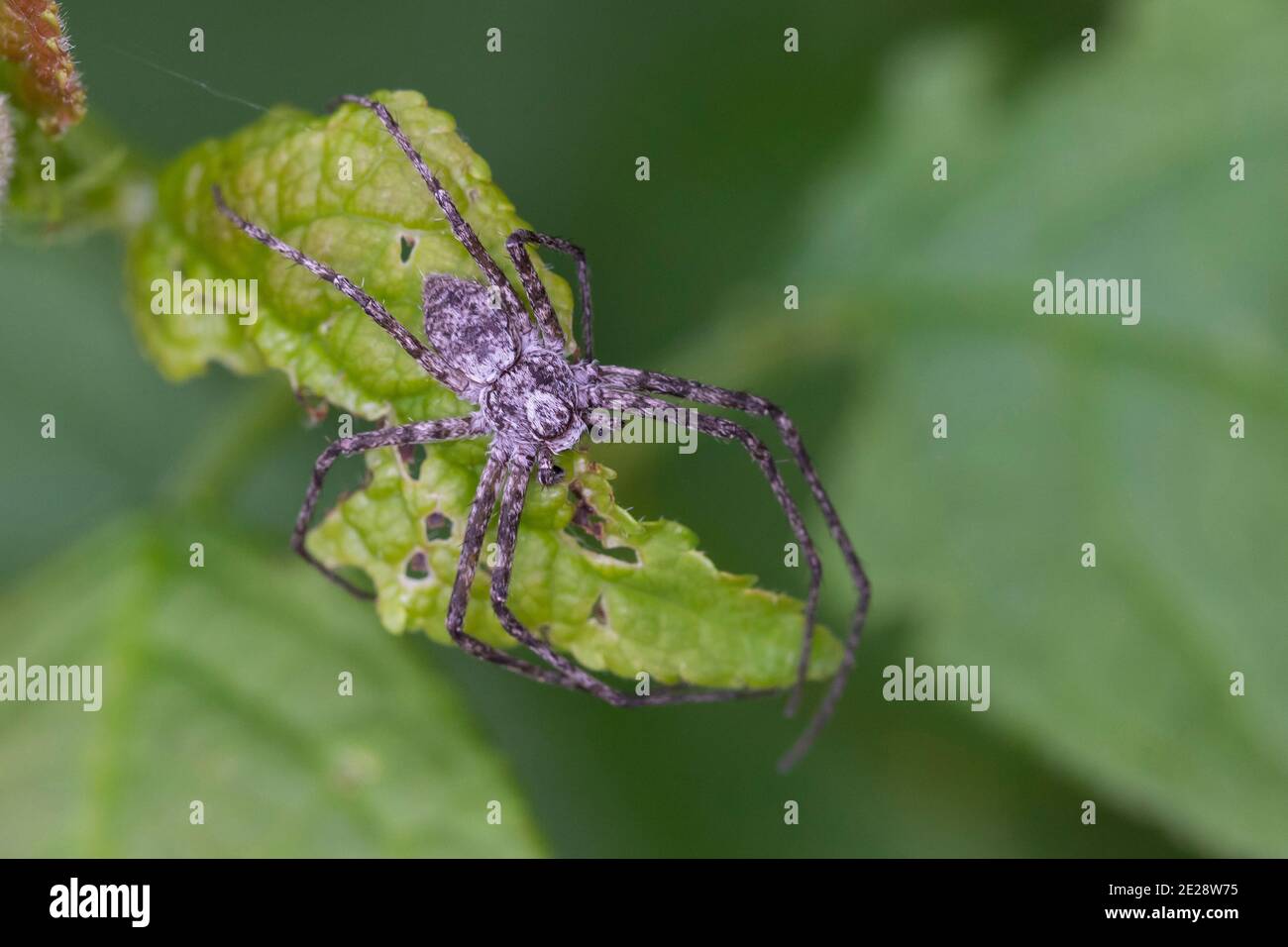 Araignée de crabe philodromid, araignée de crabe errante (Philodromus spec.), qui rôde sur une feuille, en Allemagne Banque D'Images