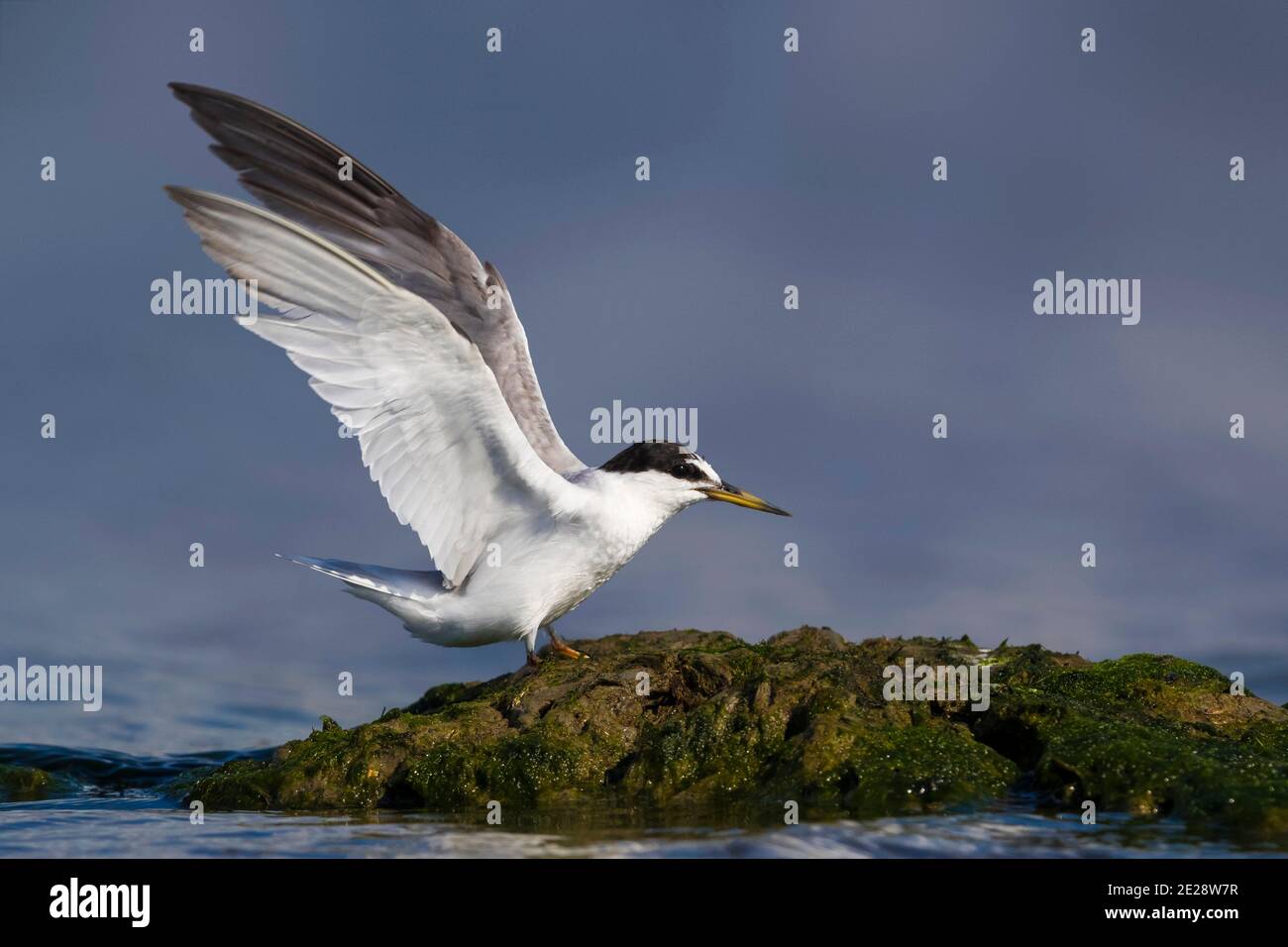 Petite sterne (Sterna albifrons, Sternula albifrons), adulte debout sur une roche côtière avec des ailes élevées, Italie Banque D'Images