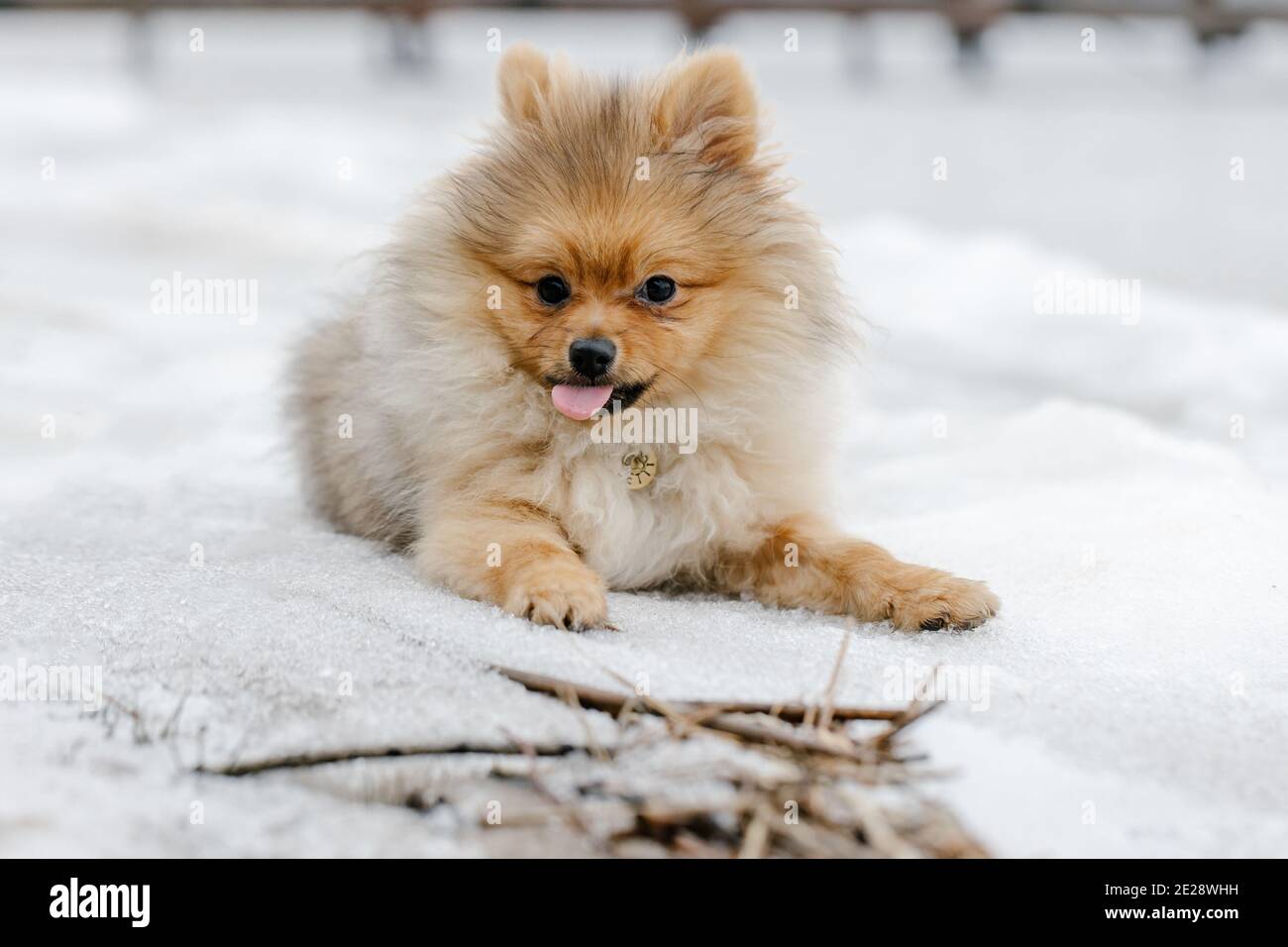 Le chien rouge de Poméranie se reproduit à l'extérieur en hiver. Mignon chien spitz de Pomeranian dans la neige. Portrait d'un animal sur fond de neige. Banque D'Images