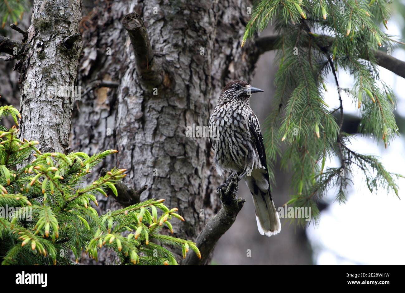 Casse-noisette indien, casse-noisette à gros pois, casse-noisette (Nucifraga multipunctata), perching sur une branche, Inde, Cachemire, Himalaya, Youssmarg Banque D'Images