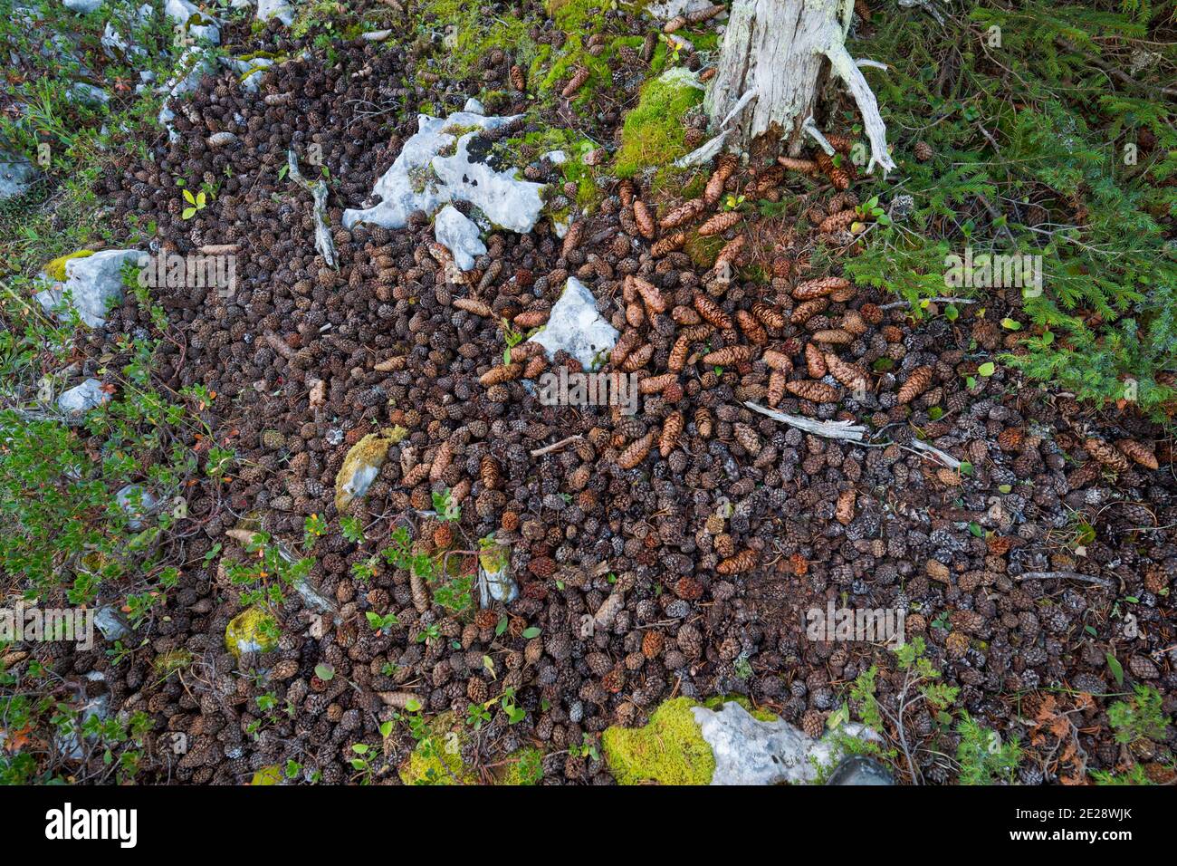 Grand pic tacheté (Picoides major pinetorum, Dendrococos major pinetorum), site d'alimentation, France Banque D'Images Grand pic tacheté (Picoides major pinetorum, Dendrococos major pinetorum), site d'alimentation, France Banque D'Images