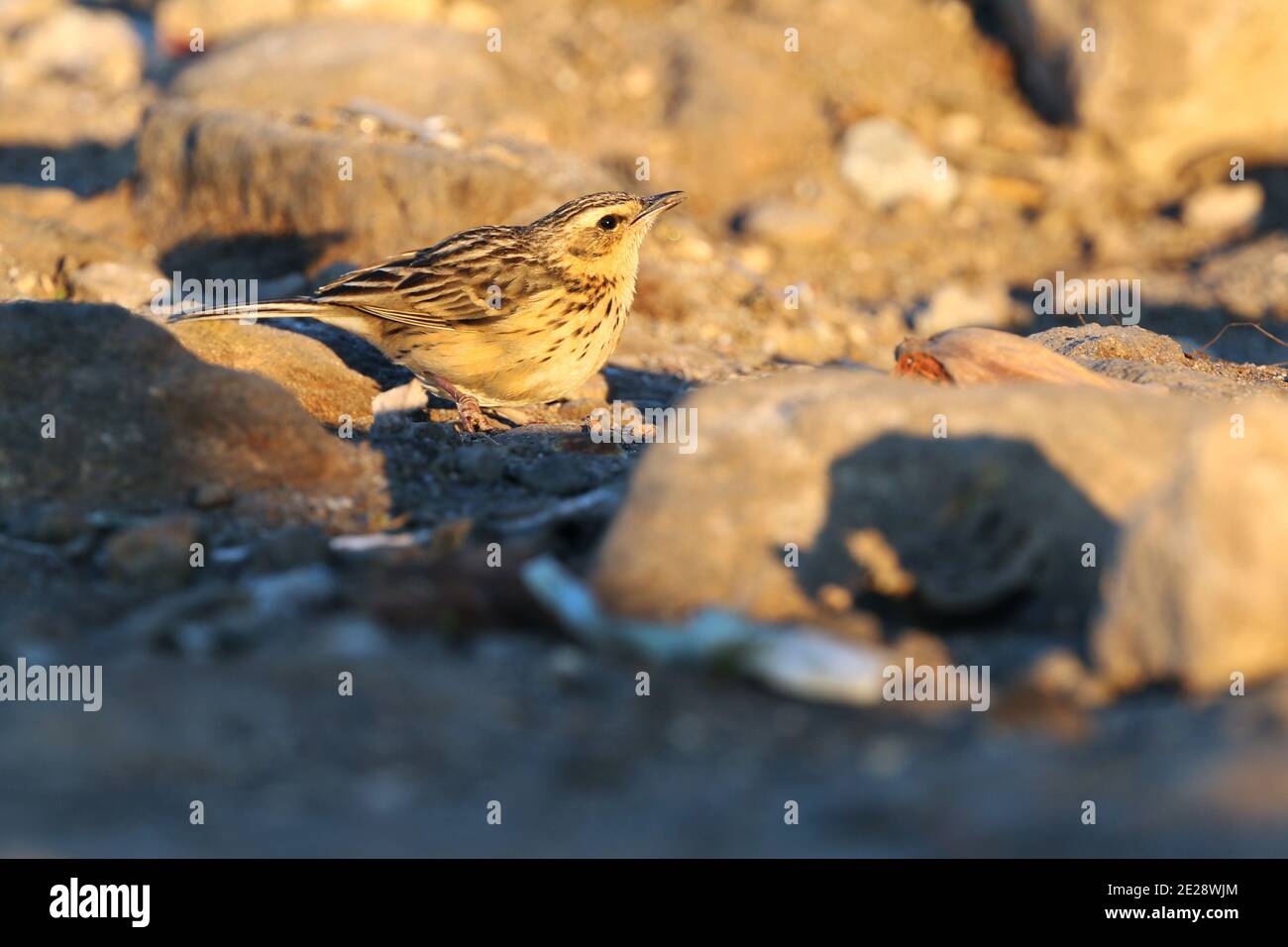 Pitpit de Nilgiri (Anthus nilghiriensis), à la lumière du matin. Une menace endémique aux collines de haute altitude du sud de l'Inde, de l'Inde, de l'Ouest Banque D'Images