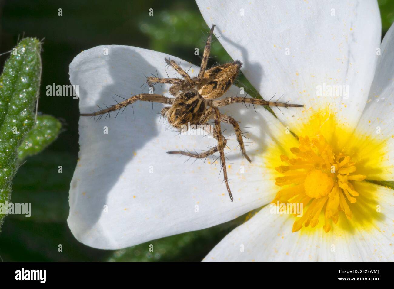 Araignée lynx (Oxyopes cf. Hetophthalmus), femelle qui se cache pour la proie d'une fleur, Croatie Banque D'Images