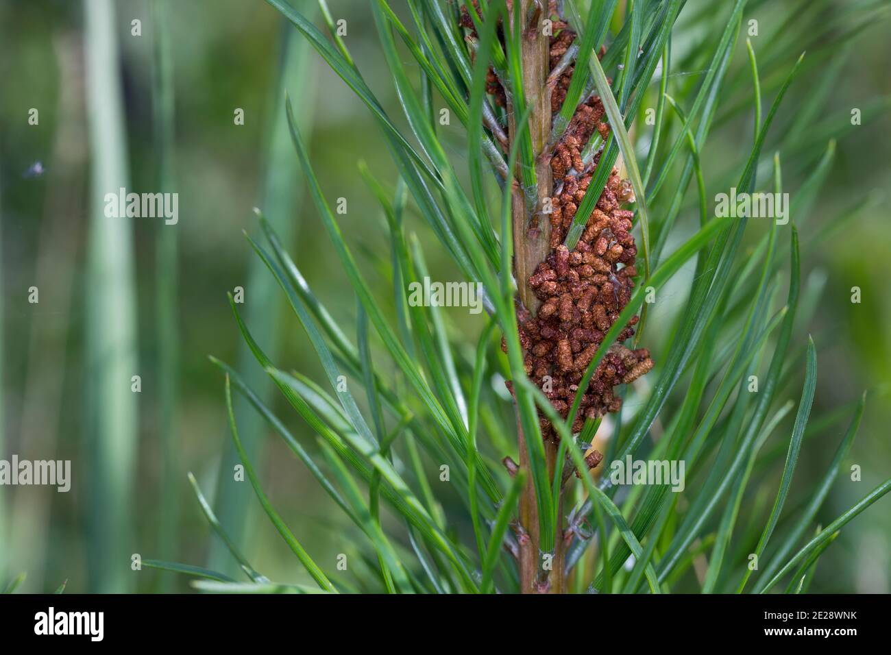 mouche à pin (Acantholyda hiéroglyphica), excréments des larves, larves de cocon sur branche de pin, Allemagne Banque D'Images
