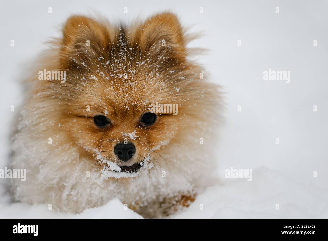 Le chien rouge de Poméranie se reproduit à l'extérieur en hiver. Mignon chien spitz de Pomeranian dans la neige. Portrait d'un animal sur fond de neige. Banque D'Images
