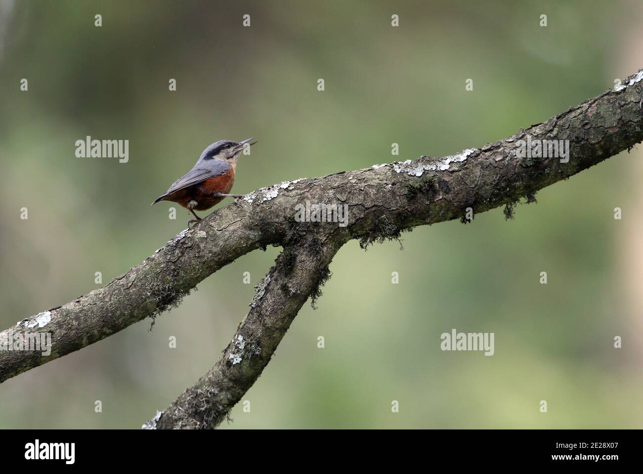 Kashmir Nuthatch (Sitta cashmirensis), perches mâles chantant sur une branche, Inde, Cachemire, Himalaya, Gulmarg Banque D'Images