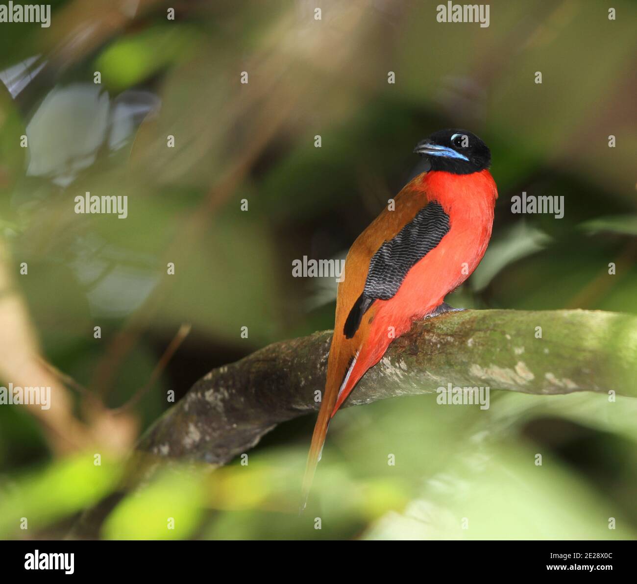 trogon (Harpactes orrhophaeus), un mâle qui perche sur une branche de la forêt tropicale des basses terres, vue latérale, Malaisie, Taman Negara Banque D'Images