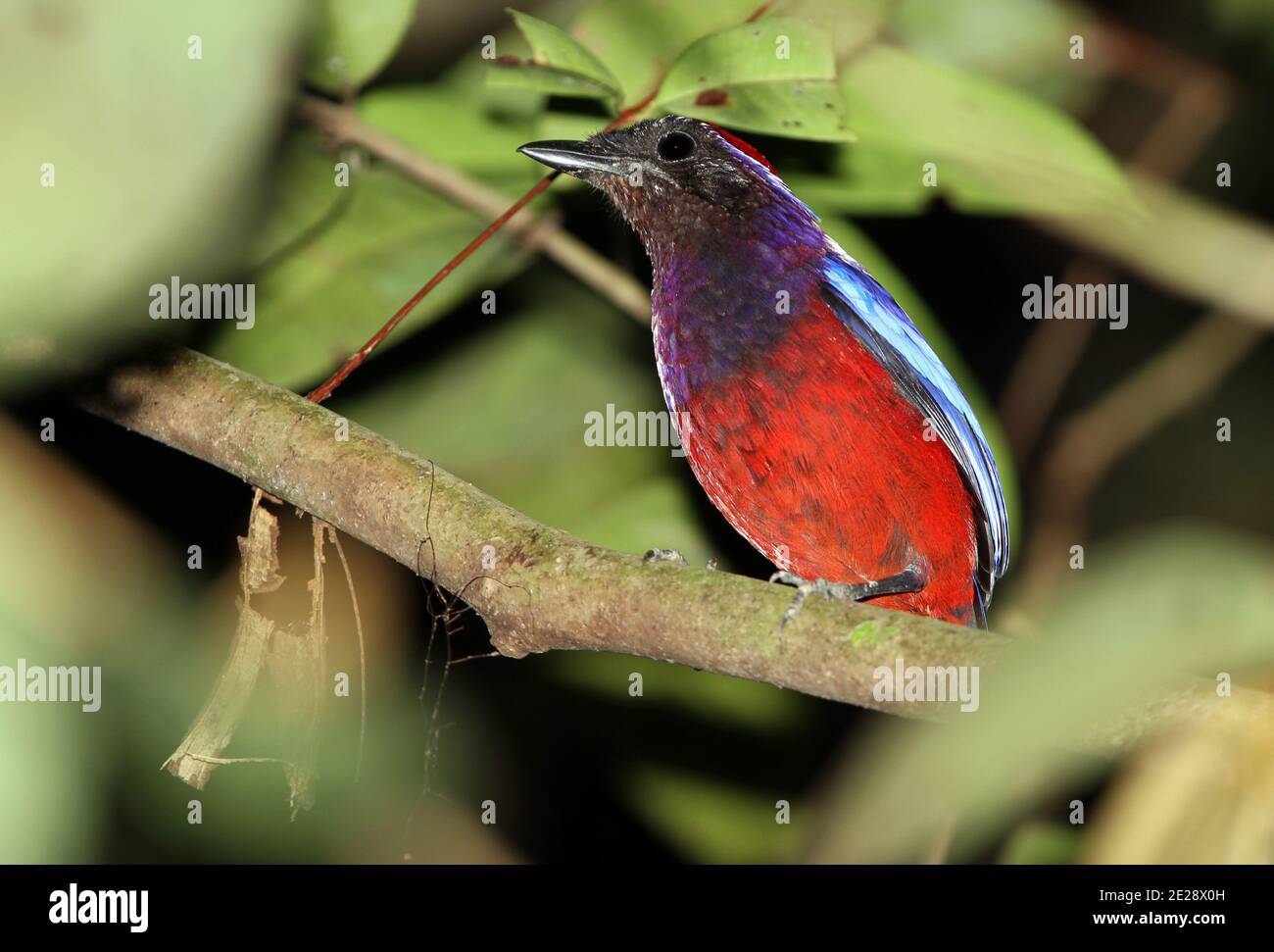 Garnet Pitta (Erythropitta granatina), homme adulte assis sur une branche, Malaisie, Taman Negara Banque D'Images
