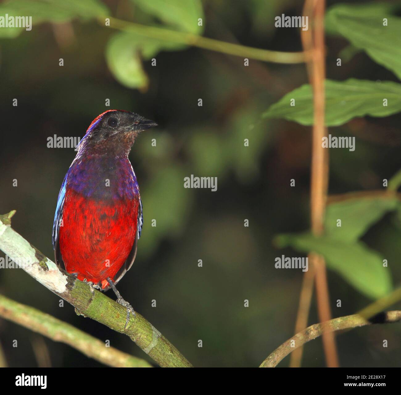 Garnet Pitta (Erythropitta granatina), homme dans la forêt tropicale, perché sur une branche, Malaisie, Taman Negara Banque D'Images